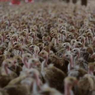 Animated chicken