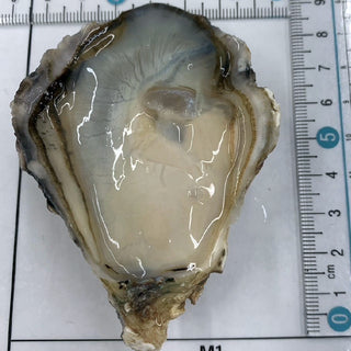 Japanese Premium Medium-Sized Oysters 4pcs