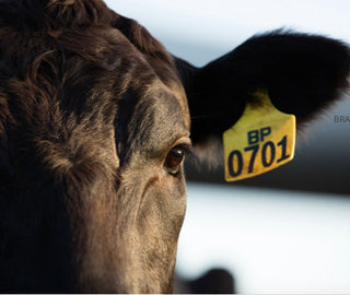 Australian Lotte Wagyu Beef Thick-Cut Ribeye Steak 430-470g