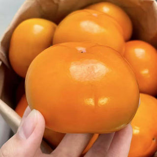 New Zealand Persimmon 2pcs