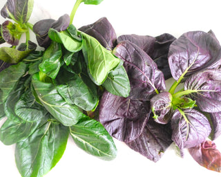 Japanese Green Spinach and Purple Pak Choy 300g