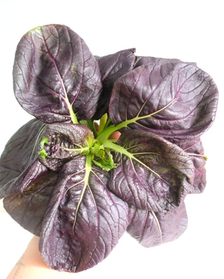 Japanese Green Spinach and Purple Pak Choy 300g