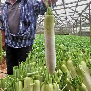 Chitose's Daikon (White Radish) 600g