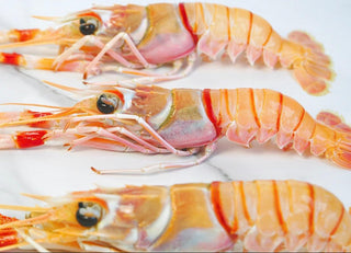 Premium New Zealand Scampi Langoustine 450-500g