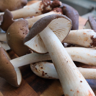 Fresh Yunnan Dewy Jizong Mushroom | Airflown 1KG / Box
