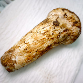 Fresh Yunnan Matsutake Mushroom Premium Grade A 500g | Airflown