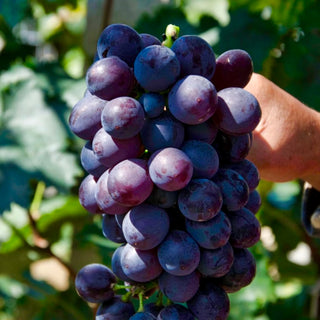 China Dingzhuang Kyoho Grapes 500g/pkt