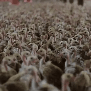 Miss A chicken animation