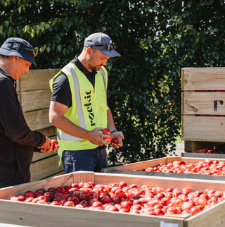 New Zealand Rockit Apple | 5pc Pack