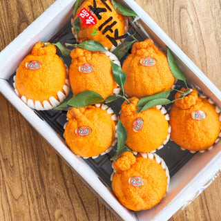 Jeju Hallabong Oranges Gift Box