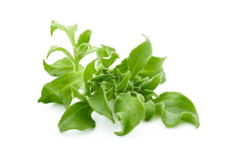 Chitose's Ice Plant 100g
