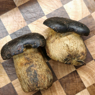 Two black boletus mushrooms from above, real photo, gently brightened