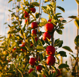 New Zealand Rockit Apple | 5pc Pack