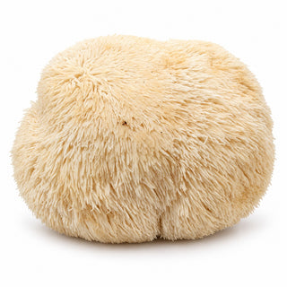 Yunnan fresh lion's mane mushroom 100g